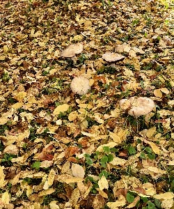 Feuilles d'automne et champignons