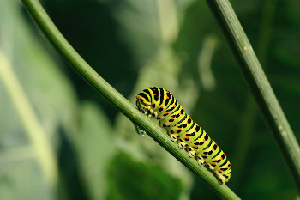 Chenille