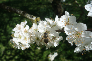Fleurs et abeille
