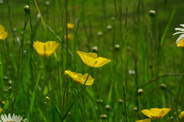 Fleurs jaunes dans un champ