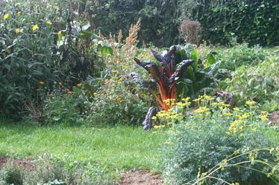 Jardin abondant