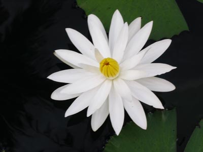 Fleur de lotus blanc