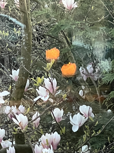 Magnolias blancs