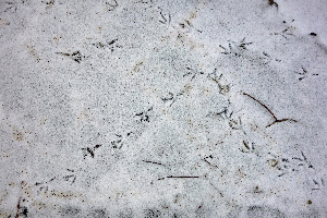 Traces de pattes sur la neige